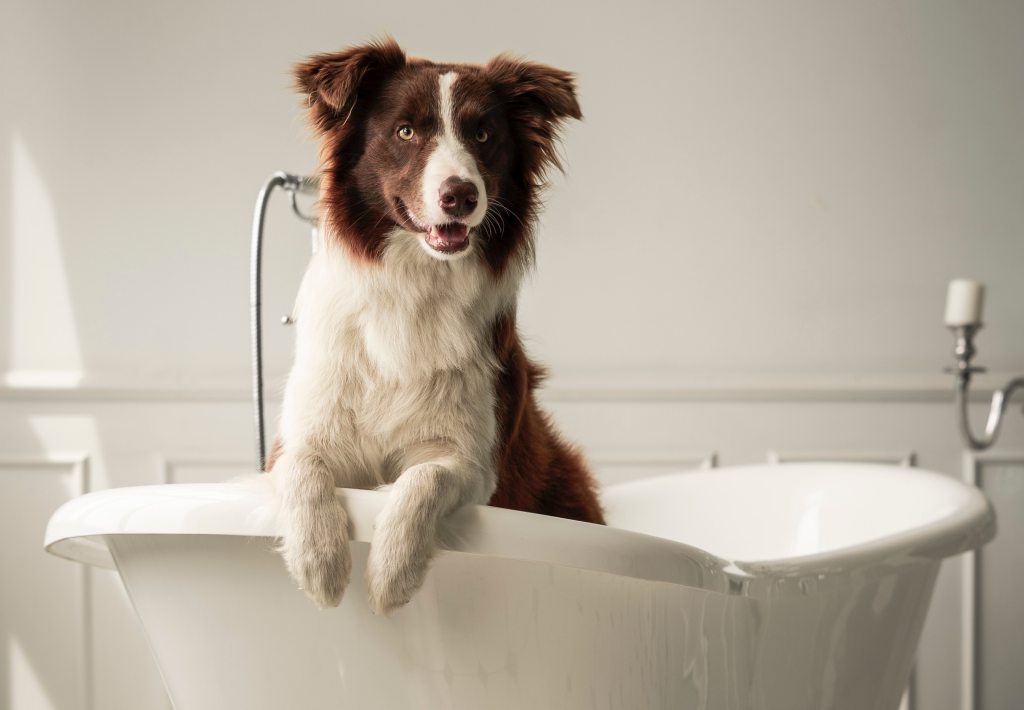 Dog Owners Say This $5 Deodorizing Shampoo Is 'Effective' & 'Long-lasting'