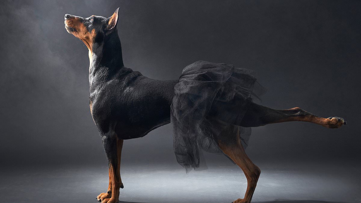 PAW-SOME! The winners of the 2023 Dog Photography Awards revealed