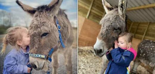 Devastated family fear stolen donkey could &apos;die of heartbreak&apos;
